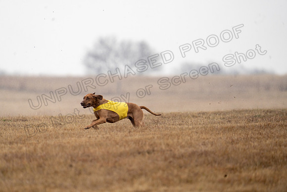 RhodesianRidgeback-142