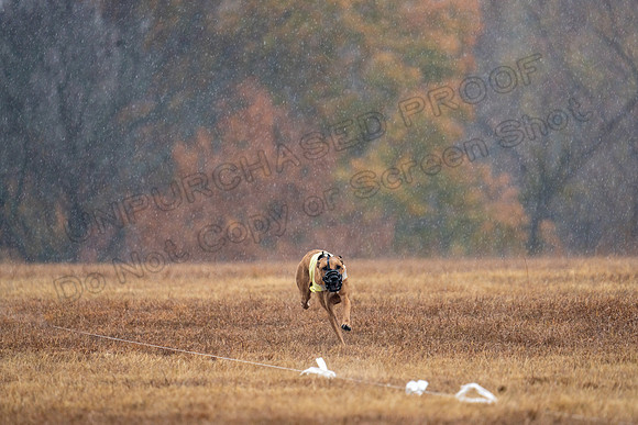 RhodesianRidgeback-157