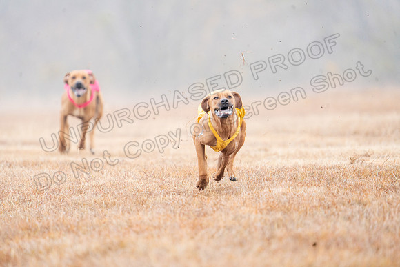 RhodesianRidgeback-39