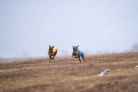 RhodesianRidgeback-4