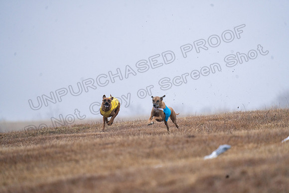 RhodesianRidgeback-4