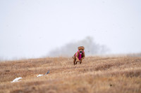 RhodesianRidgeback-11