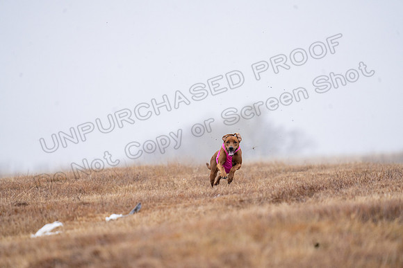 RhodesianRidgeback-11