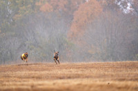 RhodesianRidgeback-6
