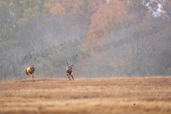 RhodesianRidgeback-6