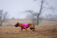 RhodesianRidgeback-13