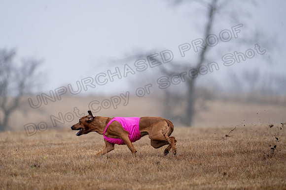 RhodesianRidgeback-13