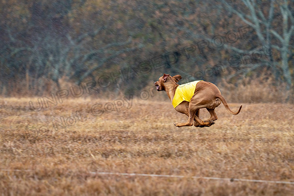 RhodesianRidgeback-140