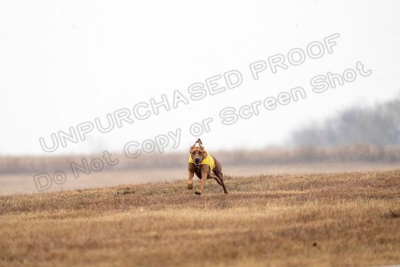 RhodesianRidgeback-141