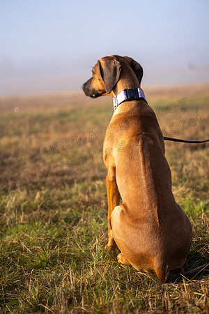 RhodesianRidgeback-182