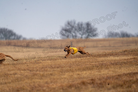RhodesianRidgeback-169
