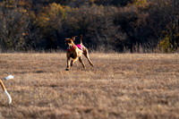 Rhodesian Ridgeback