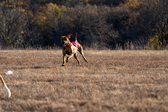 RhodesianRidgeback-1