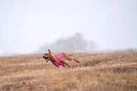 RhodesianRidgeback-12
