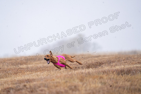 RhodesianRidgeback-12