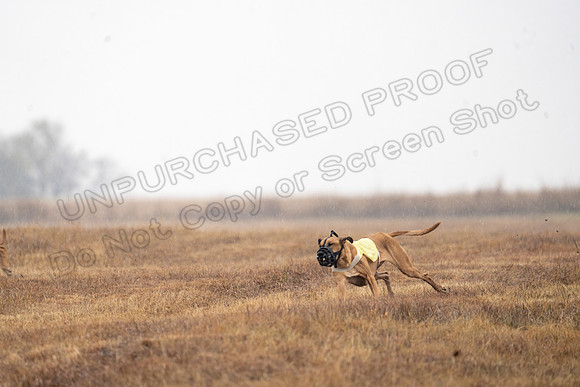 RhodesianRidgeback-151