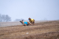 RhodesianRidgeback-5