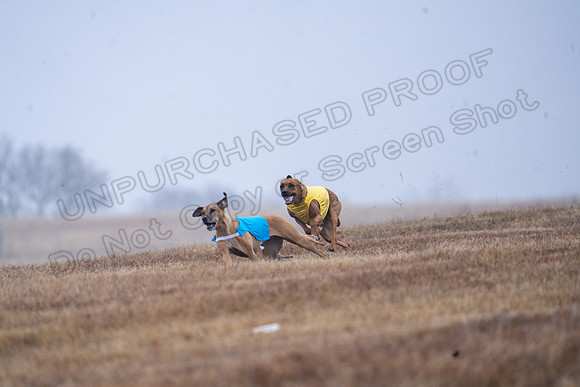 RhodesianRidgeback-5