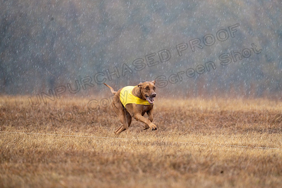 RhodesianRidgeback-145