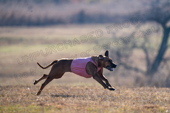 RhodesianRidgeback-178