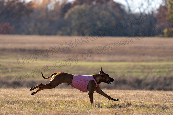 RhodesianRidgeback-179