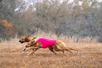 RhodesianRidgeback-17