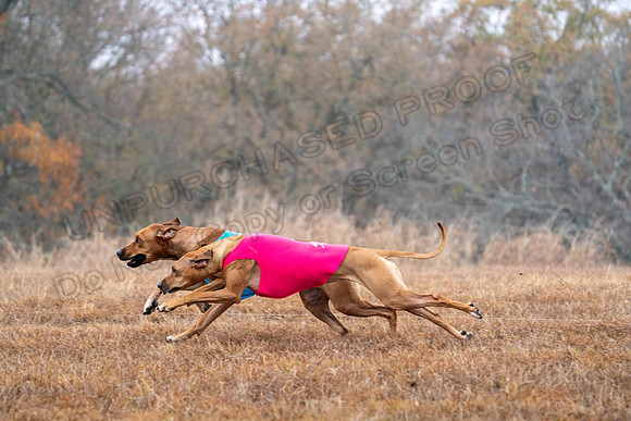 RhodesianRidgeback-17