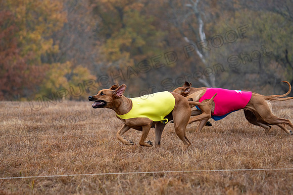 RhodesianRidgeback-16