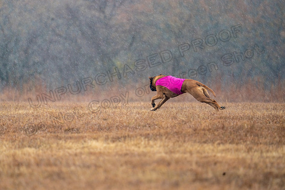 RhodesianRidgeback-150