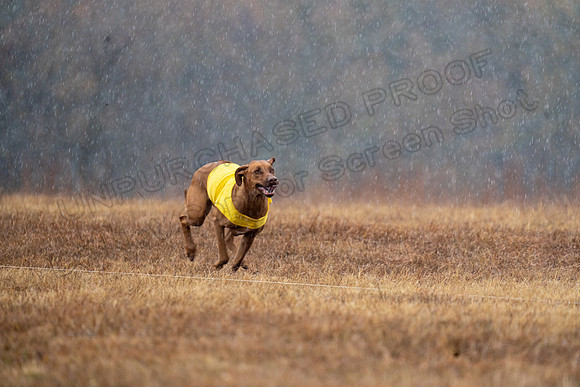 RhodesianRidgeback-144