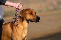 RhodesianRidgeback-2