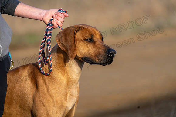 RhodesianRidgeback-2