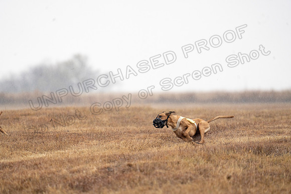 RhodesianRidgeback-152