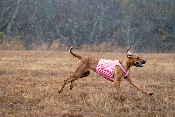 RhodesianRidgeback-146