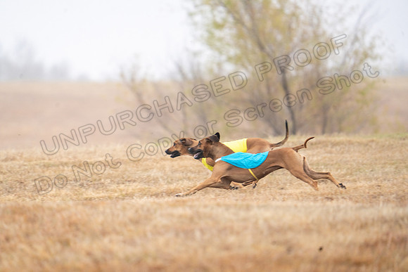 RhodesianRidgeback-29