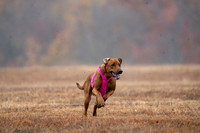 RhodesianRidgeback-15