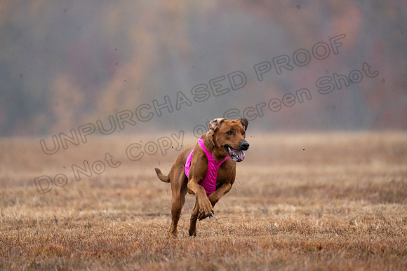 RhodesianRidgeback-15