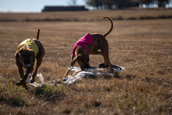 RhodesianRidgeback-185