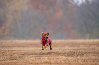 RhodesianRidgeback-14