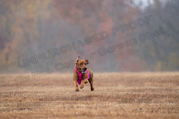 RhodesianRidgeback-14