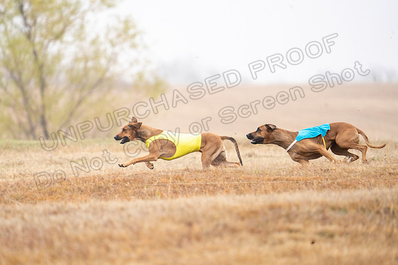 RhodesianRidgeback-28