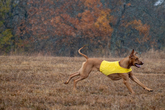 RhodesianRidgeback-147