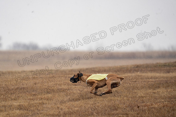 RhodesianRidgeback-153