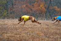 RhodesianRidgeback-3