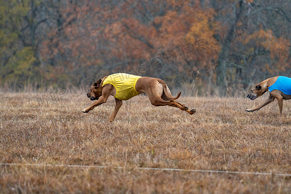 RhodesianRidgeback-3