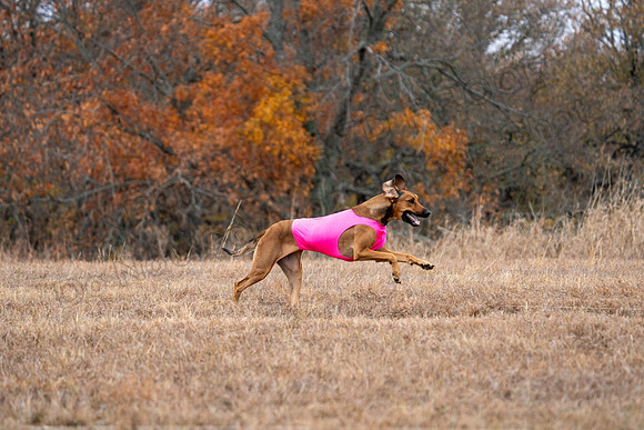RhodesianRidgeback-108