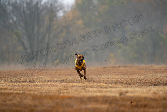 RhodesianRidgeback-73
