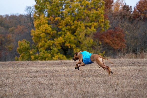 RhodesianRidgeback-120
