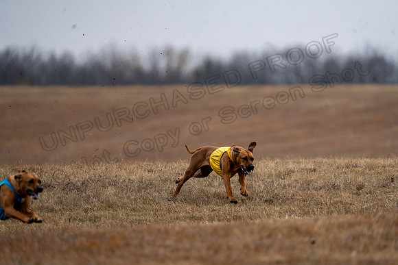 RhodesianRidgeback-98