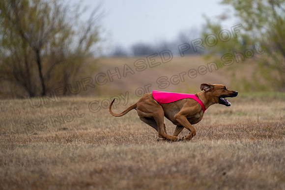 RhodesianRidgeback-99